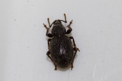 Otiorhynchus bisphaericus