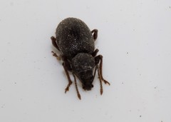 Otiorhynchus bisphaericus