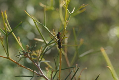 Thynnoidea
