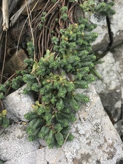 Pimelea prostrata seismica