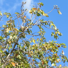 Canarium australianum