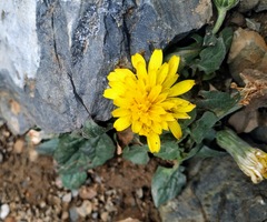 Crepis pygmaea