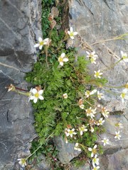 Saxifraga praetermissa