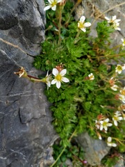 Saxifraga praetermissa