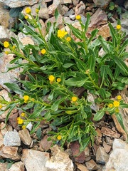 Senecio pyrenaicus