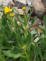 Senecio pyrenaicus