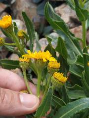 Senecio pyrenaicus
