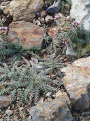 Carduus carlinoides