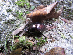 Geotrupes mutator