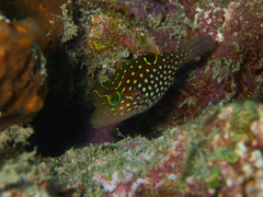 Canthigaster janthinoptera