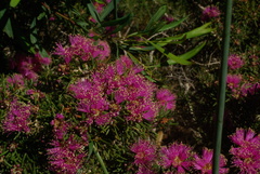 Melaleuca scabra