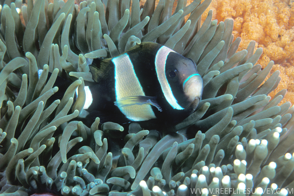 Wideband Anemonefish