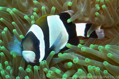 Wideband Anemonefish photo 2
