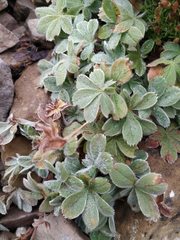 Potentilla nivalis