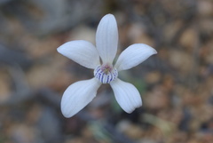 Cyanicula ixioides candida