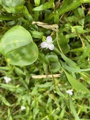 Murdannia keisak