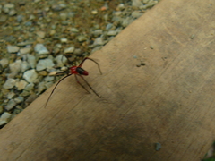Dimidamus dimidiatus