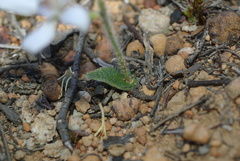 Cyanicula ixioides candida