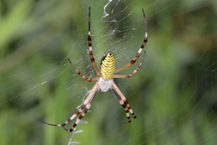 Argiope bruennichi