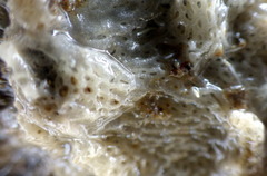 Clathrina