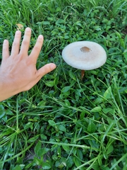 Chlorophyllum molybdites image