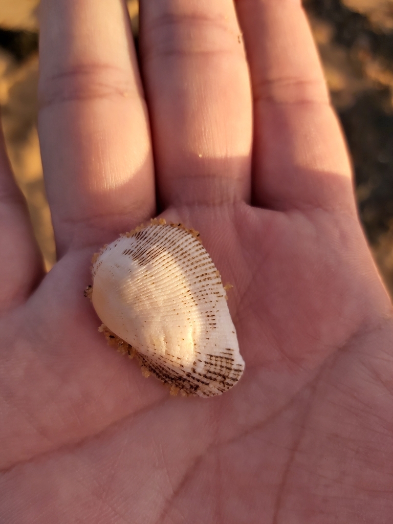 Barbatia parvivillosa
