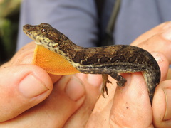 Anolis oxylophus