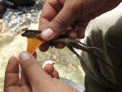 Anolis oxylophus
