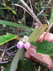 Keraudrenia lanceolata