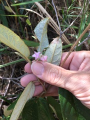Keraudrenia lanceolata