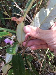 Keraudrenia lanceolata