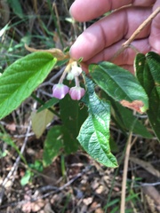 Keraudrenia lanceolata