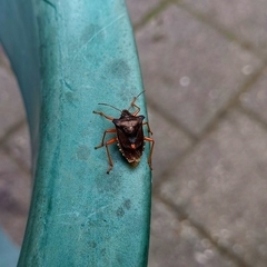 Pentatoma rufipes