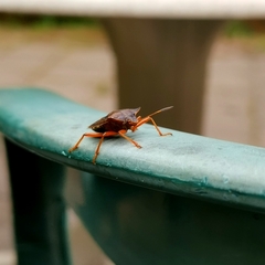 Pentatoma rufipes