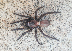 Amblyocarenum walckenaeri