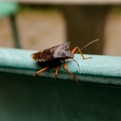 Pentatoma rufipes