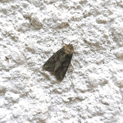 Noctuidae