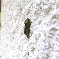 Noctuidae