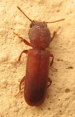 Lyctinae