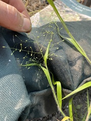Panicum philadelphicum