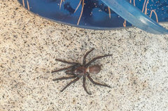 Amblyocarenum walckenaeri