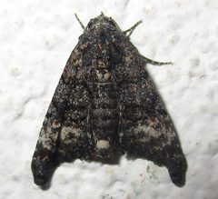 Marathyssa albidisca