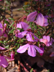 Tetratheca ericifolia