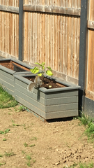 Sciurus carolinensis