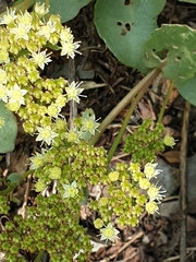 Hylotelephium maximum