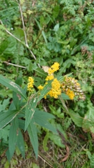 Solidago gigantea