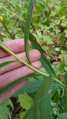 Solidago gigantea