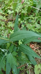 Solidago gigantea