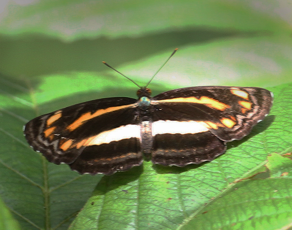 White-banded Lascar