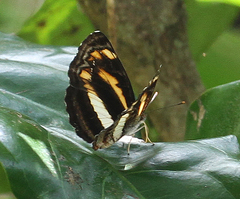 Pantoporia cnacalis